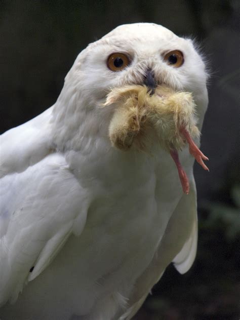 Barn Owl With Prey Free Stock Photo - Public Domain Pictures