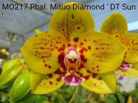 P. Mituo Diamond ' DT Sun ' (Орхідея, Підлітки фаленопсисів (роздрібні ...