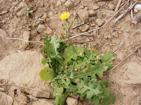 Launaea Intybacea Eflora Of India