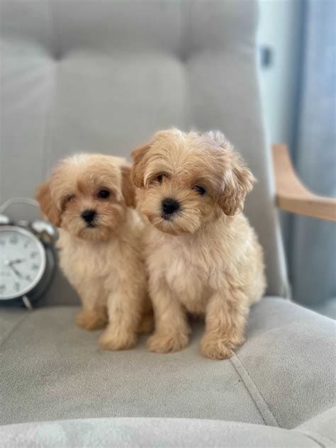 Maltipoo Pudel Toy Malta Czyk Przepi Kna Malute Ka Suczka Tarn W