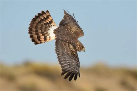 The 2 Species Of Hawks In Hawaii Golden Spike Company