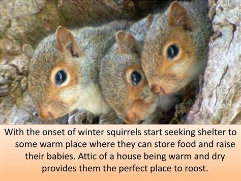 PPT - Signs of Squirrels in Attic PowerPoint Presentation, free