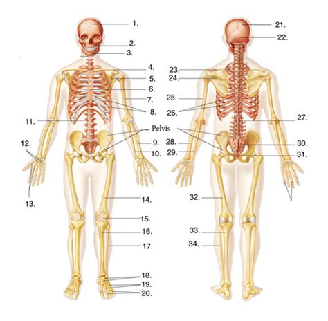 Bones of Skeleton diagram Flashcards | Quizlet