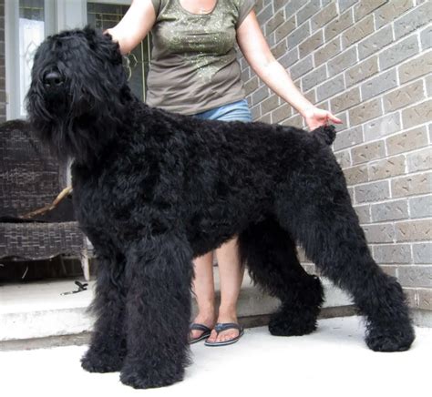 Black Russian Terrier Army Dog