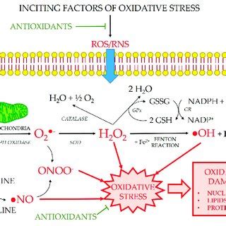 Generation Of Reactive Oxygen And Nitrogen Species ROS And RNS ROS