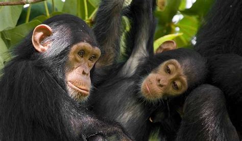 Chimpanzee Habituation Experience In Kibale National Park Explore