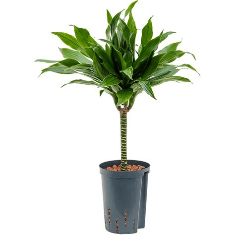 Dracaena Fragrans Green Jewel Hydrocultuur Eenvoudig En Snel Online