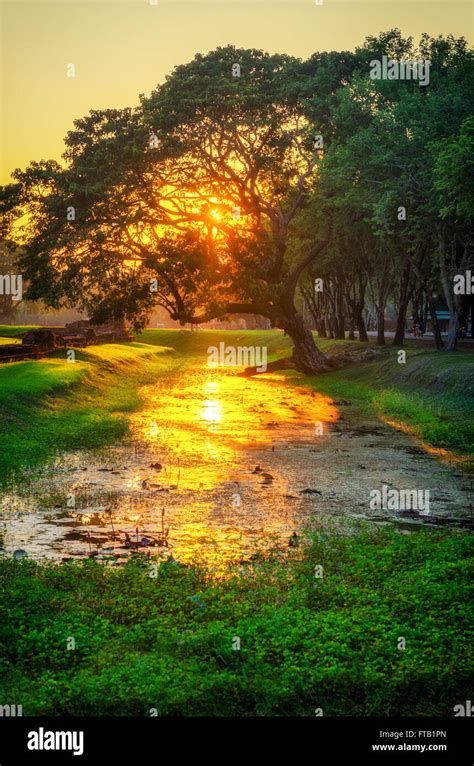 Beautiful tree at sunset Stock Photo - Alamy