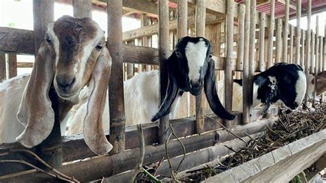 Jelang Idul Adha Harga Kambing Di Lampung Barat Naik 50 Persen