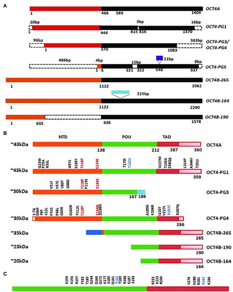 Octamer Binding Transcriptional Factor Oct Variants In Cancer