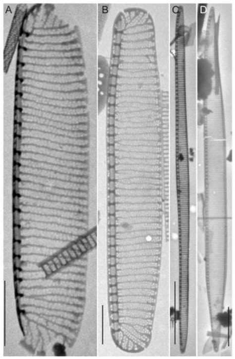 Figure From Morphological Characterization Of The Diatom Pseudo