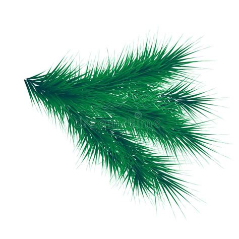 Green Lush Spruce Branch Fir Branches Realistic Vector Stock Vector