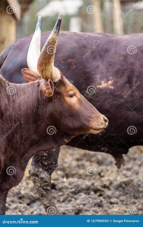 Dark Brown Watussi Bull with Sharp and Big Horns Close-up Vertical ...