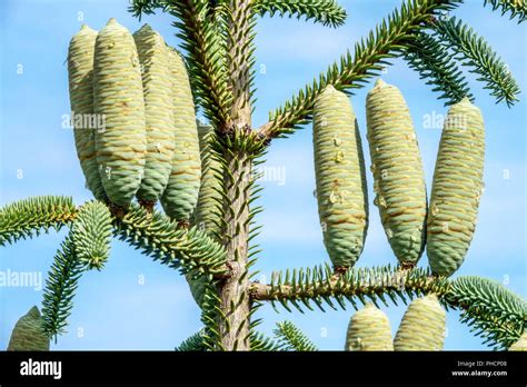 Cones Abies Pinsapo Fastigiata Stock Photo 217254248 Alamy