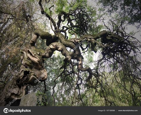 Alte Knorrige Baumstammbilder Verdrehter Baum Auf Dem Friedhof Alter