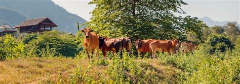 Un Reba O De Vacas Dom Sticas Se Encuentra En Un Matorral De Rboles