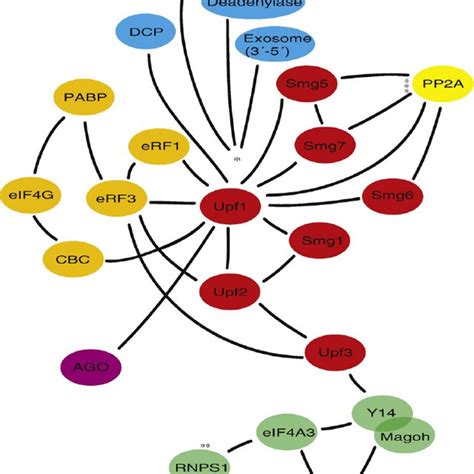 Schematic illustration of NMD factors and their interactions. NMD ...