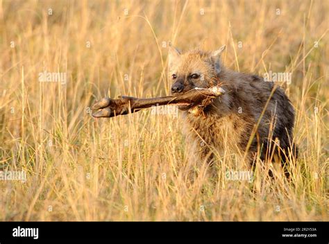 Spotted Hyena Spotted Hyenas Crocuta Crocuta Hyena Hyenas Canines