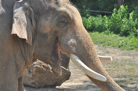 Happy Smiling Elephant Happy Elephant Taken With Nikon D Flickr