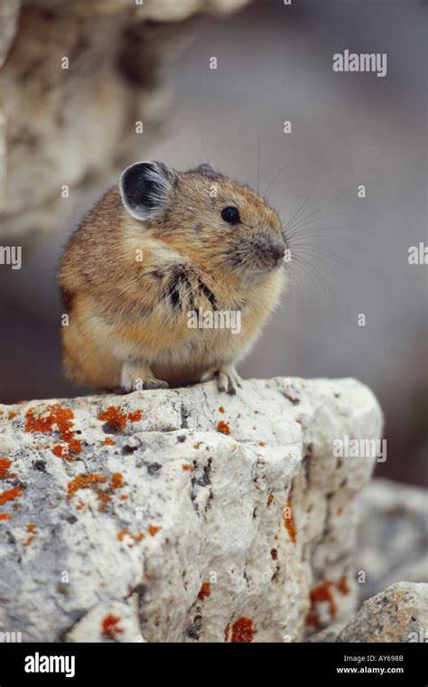 American Pika On Rock Stock Photo Alamy