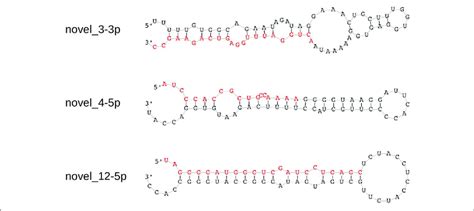 | Hairpin structures of the three experimentally validated novel ...