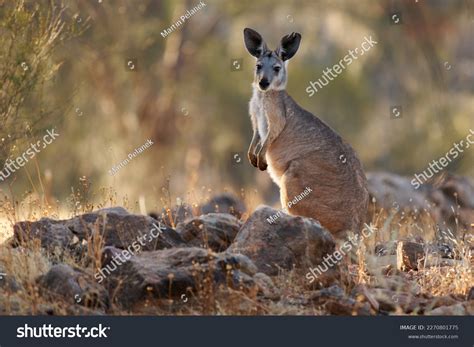 common wallaroo osphranter robustus called euro stock photo