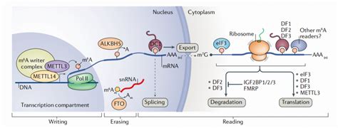 Cell Mol Immu N6 腺苷甲基化m6a参与t细胞的生死决定 知乎