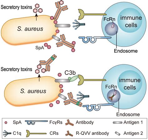 Staphylococcus Aureus Diagram