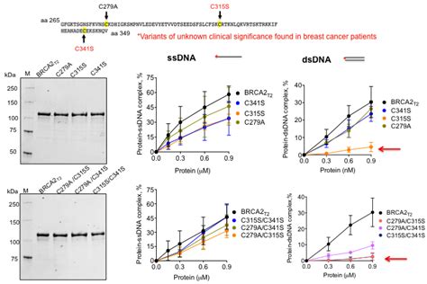 Cyst Ines S Lectionn S Pour La Mutagen Se Dans BRCA2 T2 En Bas Le SDS