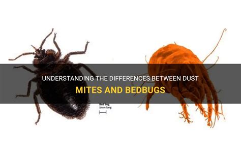 Understanding The Differences Between Dust Mites And Bedbugs MedShun