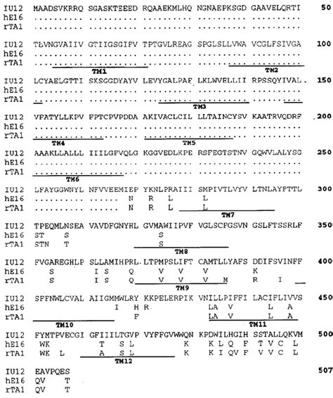 Amino Acid Sequence Comparison Among Xenopus Iu12 Human E16 33 And