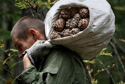 Кедровые орехи: польза и вред для организма, противопоказания: Питание ...