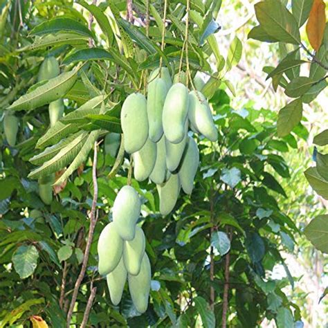 Plant Nursery Online Mango Totapuri Grafted Plants Pack Of Live