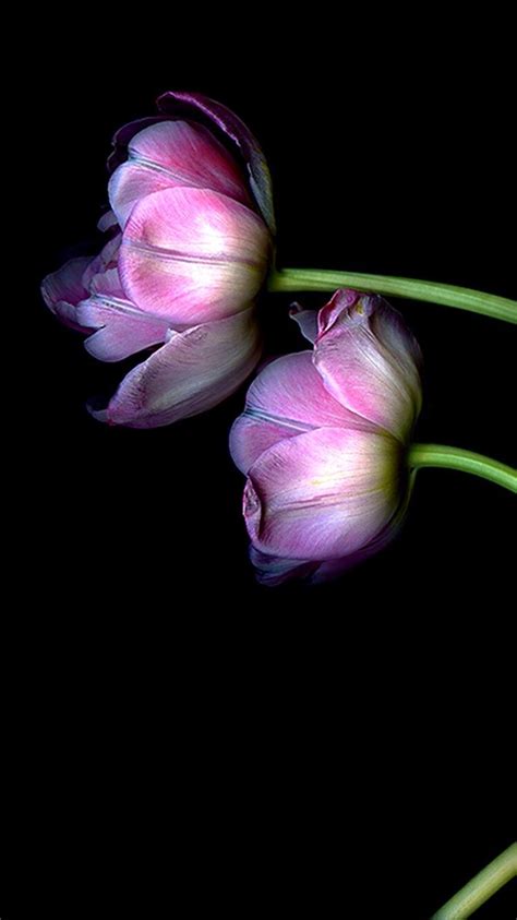 Purple tulip #background