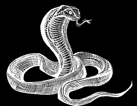 Кобра | Пикабу