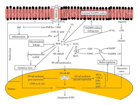 Generation Of Ros Activation Of Nf B Redox Status And Gene