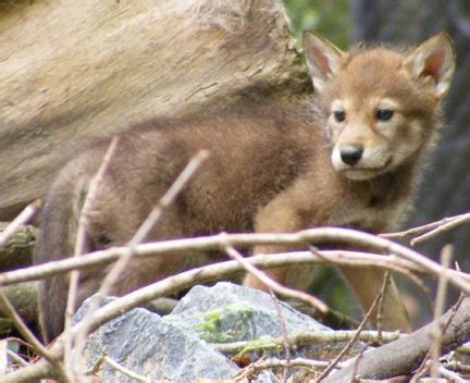 Rare Red Wolf Pups - ZooBorns