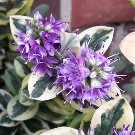 Hebe Tricolor Shrubby Veronica Tricolor In Gardentags Plant