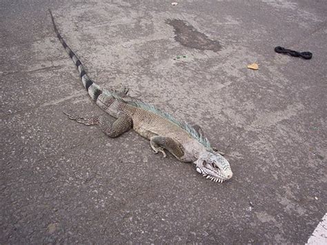 Iguana Din Parcare Basse Terre Capitala Insulei Basse Flickr