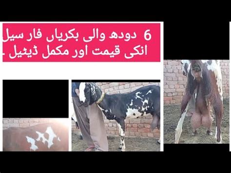 Milking Goats For Sale Bakriyan Pakistan Ki YouTube