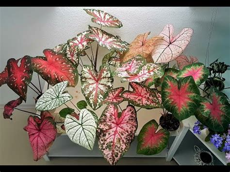 Каладиум: уход в домашних условиях, пересадка и размножение, виды