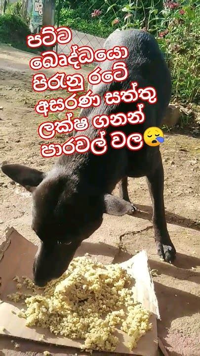 පුදුම රටක්😪viral Trending Animals Dog Youtube