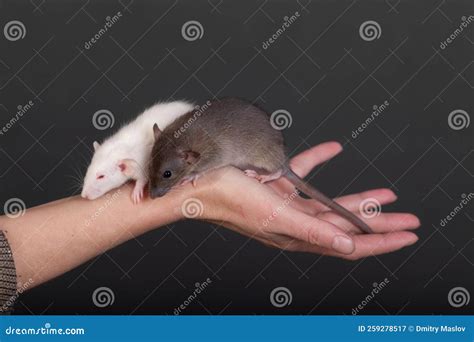 Baby rats on human palm stock image. Image of baby, palm - 259278517