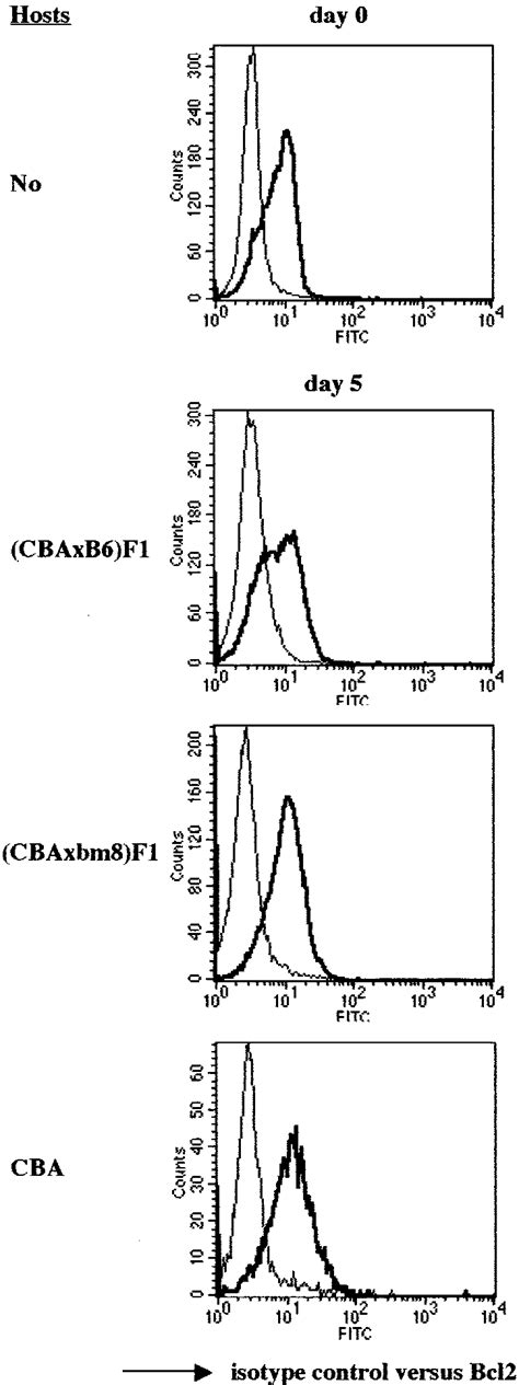 Differential Kinetics Of Cytotoxic Effector Functions Induced In Vivo