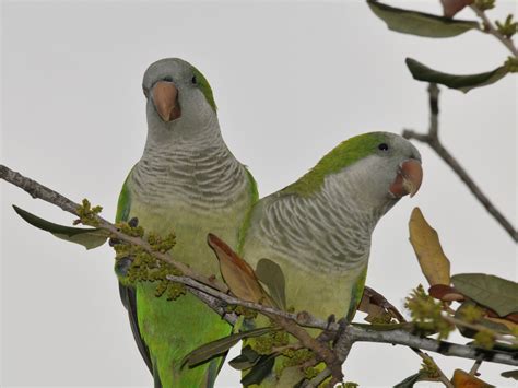 The Online Zoo - Monk Parakeet