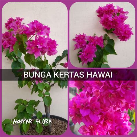 Jual Bunga Kertas Tumpuk Hawai Tanaman Hias Bougenvil Bugenvil