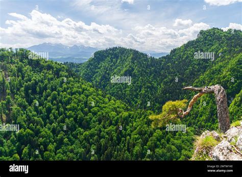 Sunny Summer Day View From Sokolica Peak In Pieniny Mountains With A