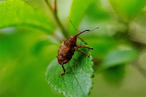 Escarabajo Insecto Naturaleza Foto Gratis En Pixabay Pixabay