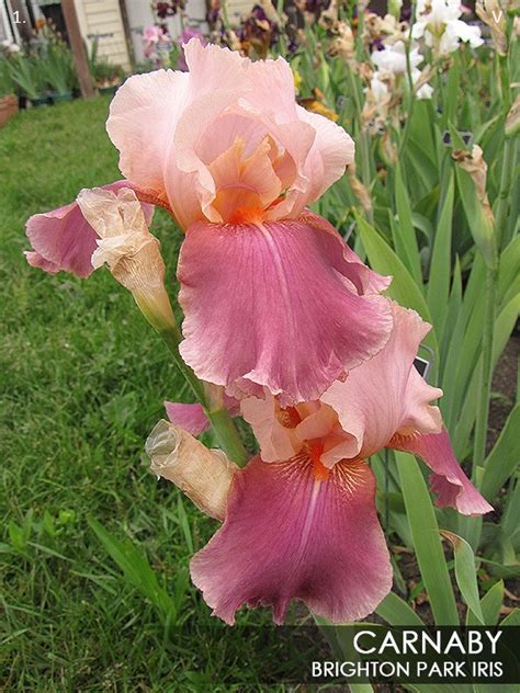 Carnaby | Historic Iris Preservation Society