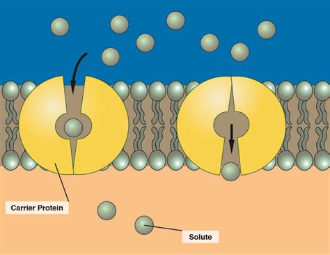 Cell Membranes Structure And Transport